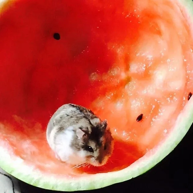 Хомяк в Арбузе🍉 {18+} — Группа Макс рейтинг Аватар Группа Хомяк в Арбузе🍉 {18+} — рейтинг Max