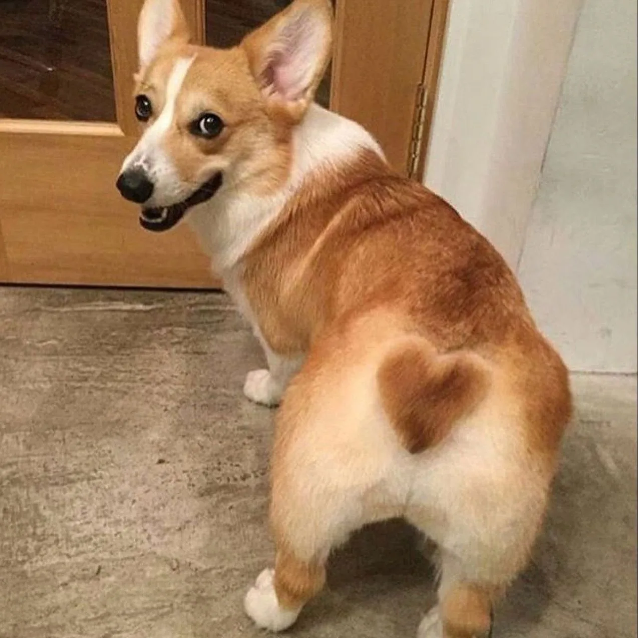 corgi • корги