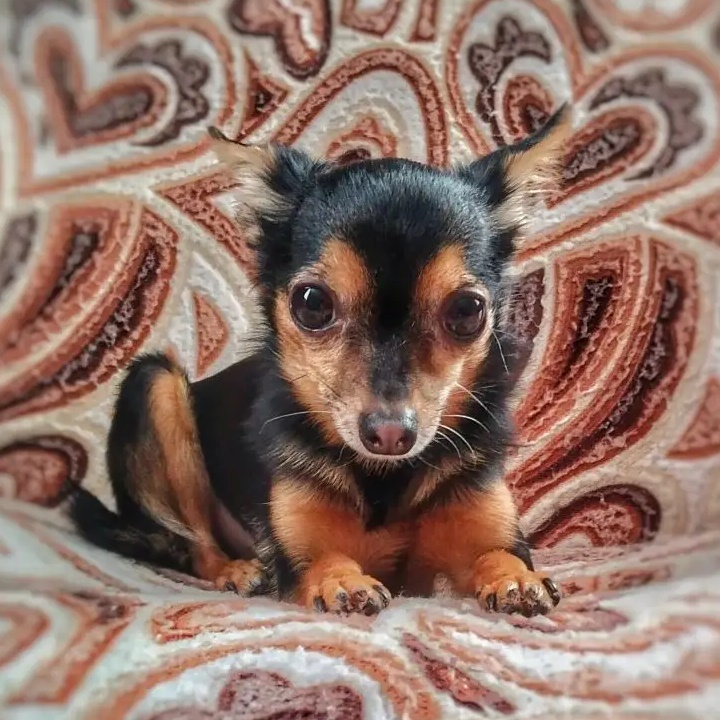 Иконка Группа русский той 🐾 ₽ичард — портал Max