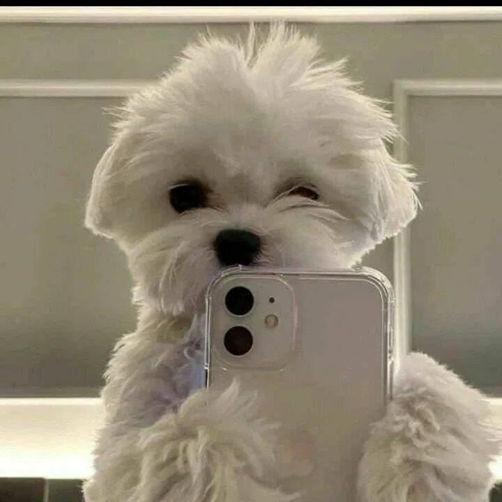 🐶ПёсоФФФ | Собаки без фильтра — Группа Макс рейтинг Аватар Группа 🐶ПёсоФФФ | Собаки без фильтра — рейтинг Max